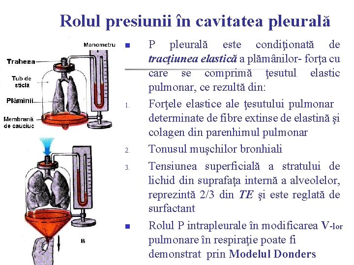 Rolul presiunii în cavitatea pleurală n 1. 2. 3. n P pleurală este condiţionată Rolul presiunii în cavitatea pleurală n 1. 2. 3. n P pleurală este condiţionată