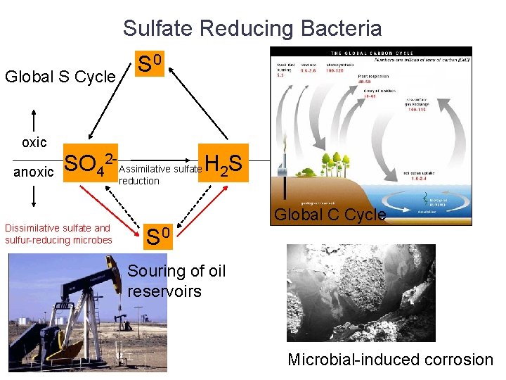 Sulfate Reducing Bacteria Global S Cycle S 0 oxic anoxic SO 42 - Assimilative