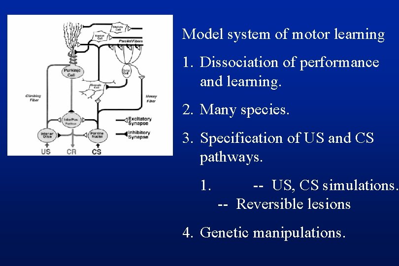 Model system of motor learning 1. Dissociation of performance and learning. 2. Many species.