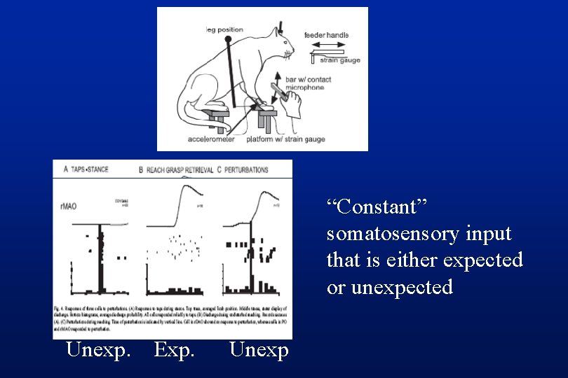 “Constant” somatosensory input that is either expected or unexpected Unexp. Exp. Unexp 