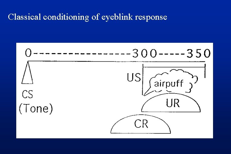 Classical conditioning of eyeblink response 