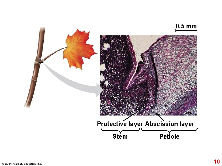 0. 5 mm Protective layer Abscission layer Stem © 2014 Pearson Education, Inc. Petiole