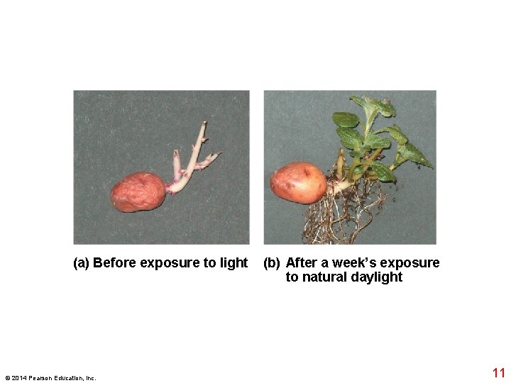 (a) Before exposure to light © 2014 Pearson Education, Inc. (b) After a week’s