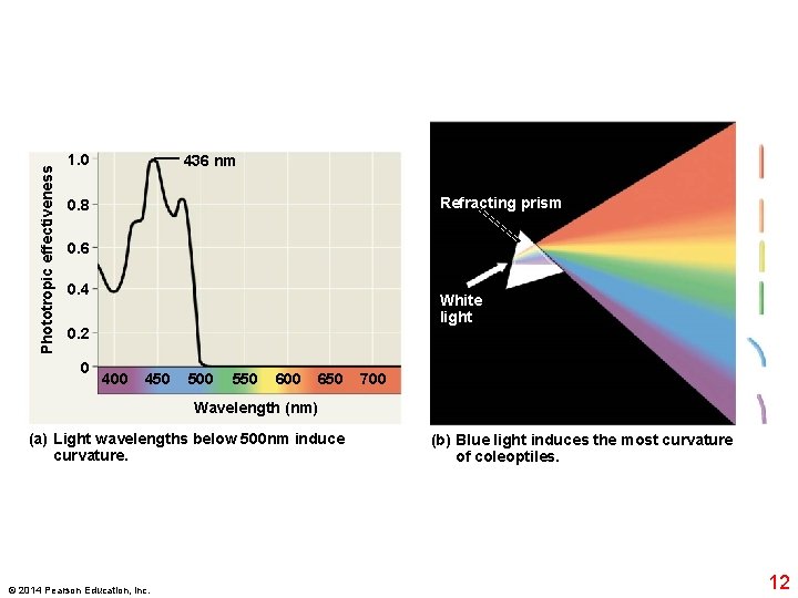 Phototropic effectiveness 1. 0 436 nm Refracting prism 0. 8 0. 6 0. 4