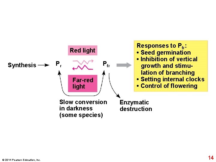 Red light Synthesis Pr Pfr Far-red light Slow conversion in darkness (some species) ©