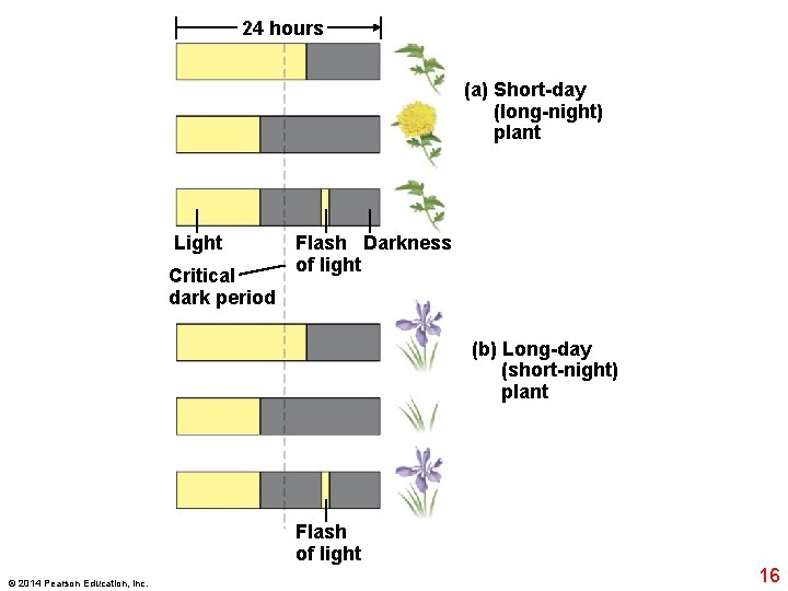 24 hours (a) Short-day (long-night) plant Light Critical dark period Flash Darkness of light