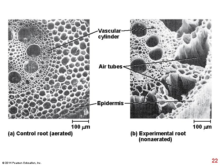 Vascular cylinder Air tubes Epidermis 100 m (a) Control root (aerated) © 2014 Pearson