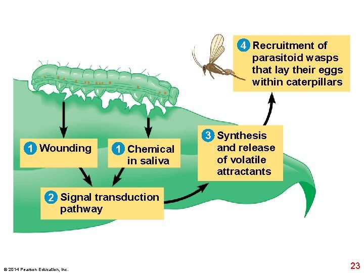 4 Recruitment of parasitoid wasps that lay their eggs within caterpillars 1 Wounding 1