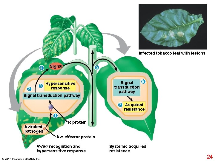 Infected tobacco leaf with lesions 4 2 Signal 5 Hypersensitive 3 response Signal transduction