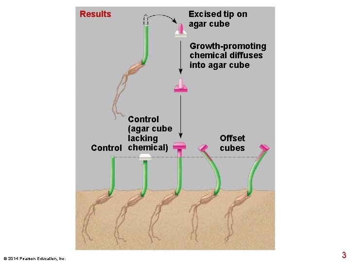 Results Excised tip on agar cube Growth-promoting chemical diffuses into agar cube Control (agar