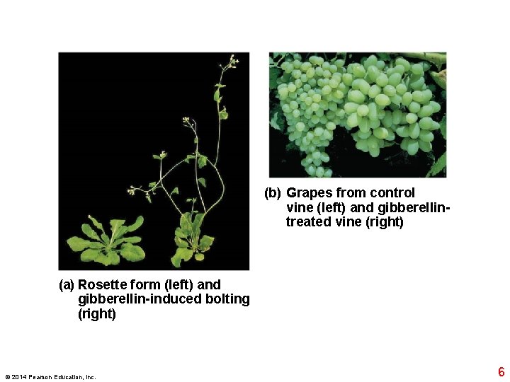 (b) Grapes from control vine (left) and gibberellintreated vine (right) (a) Rosette form (left)