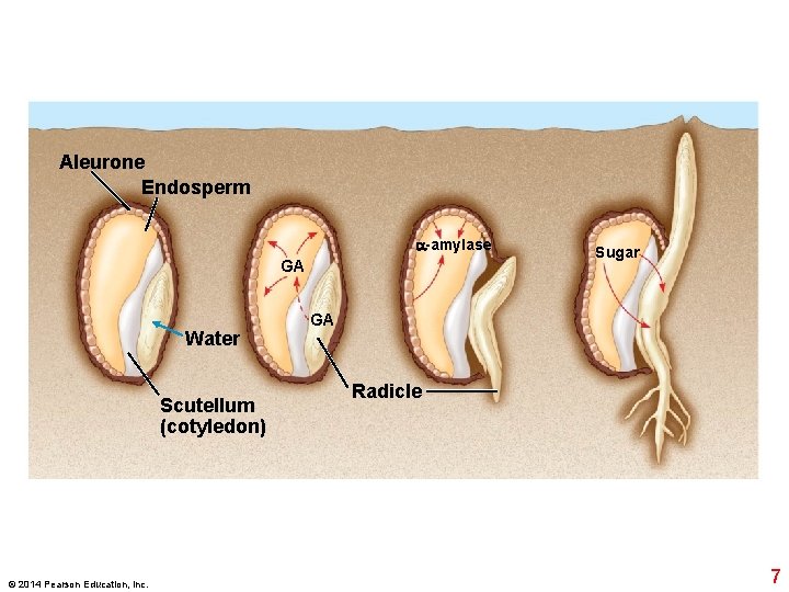 Aleurone Endosperm -amylase GA Water Scutellum (cotyledon) © 2014 Pearson Education, Inc. Sugar GA