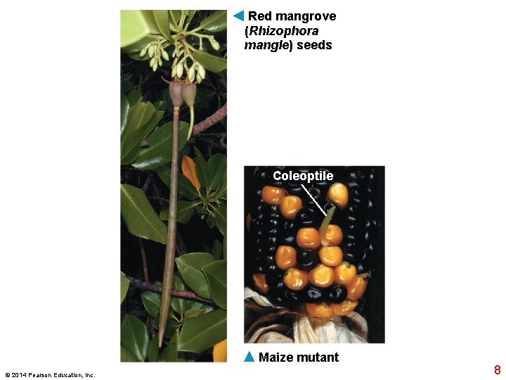 Red mangrove (Rhizophora mangle) seeds Coleoptile Maize mutant © 2014 Pearson Education, Inc. 8