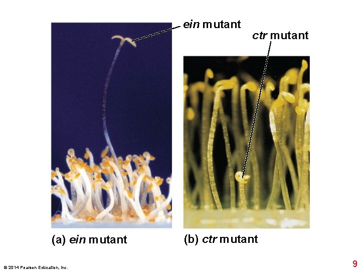 ein mutant (a) ein mutant © 2014 Pearson Education, Inc. ctr mutant (b) ctr