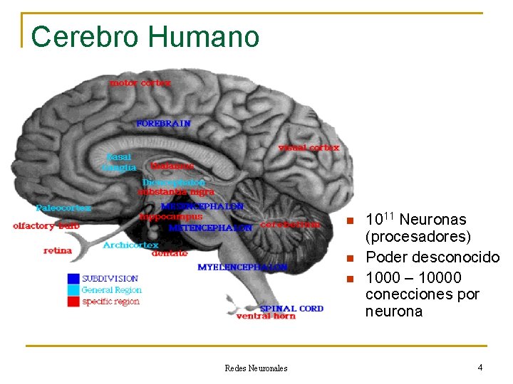 Cerebro Humano n n n Redes Neuronales 1011 Neuronas (procesadores) Poder desconocido 1000 –