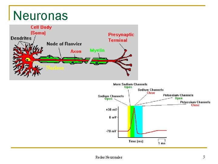 Neuronas Redes Neuronales 5 