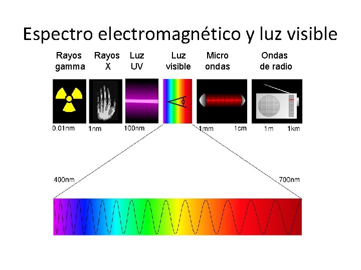 Espectro electromagnético y luz visible Rayos Luz gamma X UV Luz visible Micro ondas