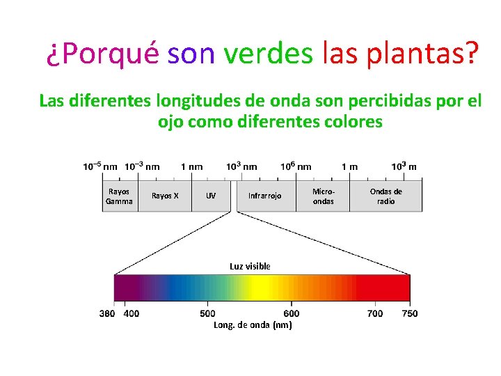 ¿Porqué son verdes las plantas? Las diferentes longitudes de onda son percibidas por el