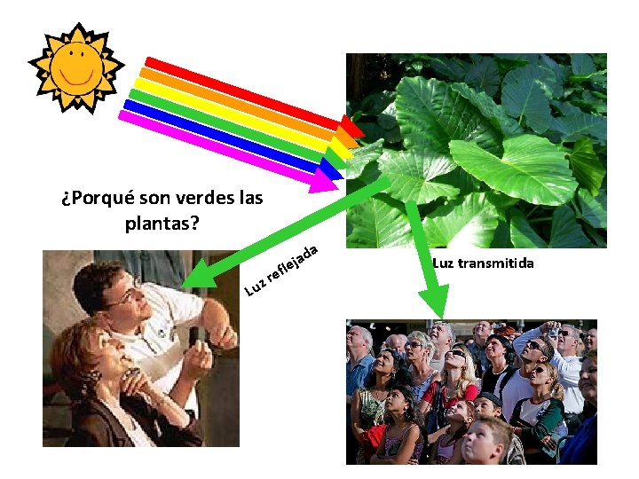 ¿Porqué son verdes las plantas? a d a ej Lu efl r z Luz