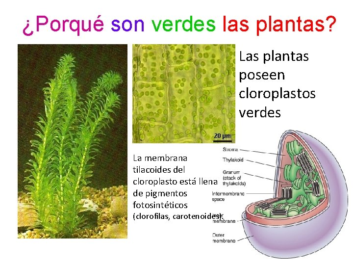 ¿Porqué son verdes las plantas? Las plantas poseen cloroplastos verdes La membrana tilacoides del
