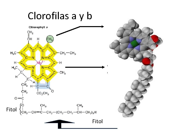 Clorofilas a y b • Metilo en Chl a • CHO en Chl b