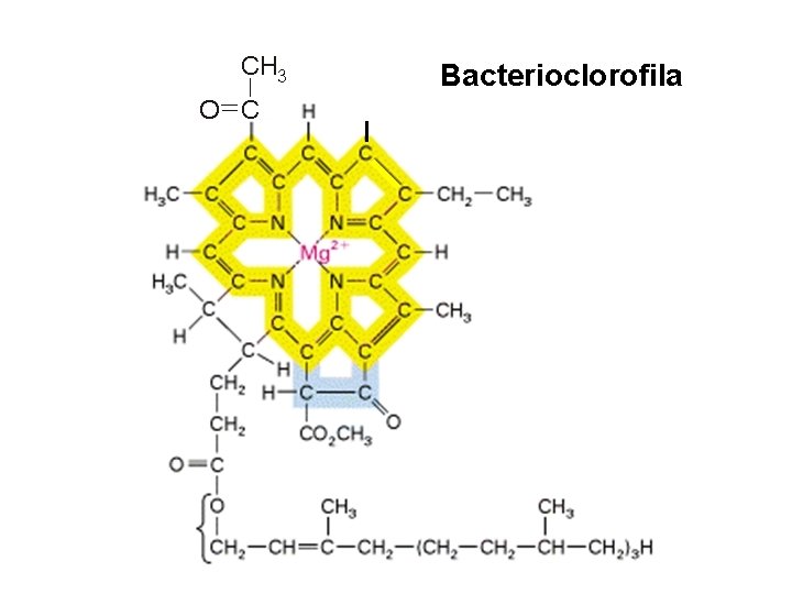 Clorofila a Bacterioclorofila 