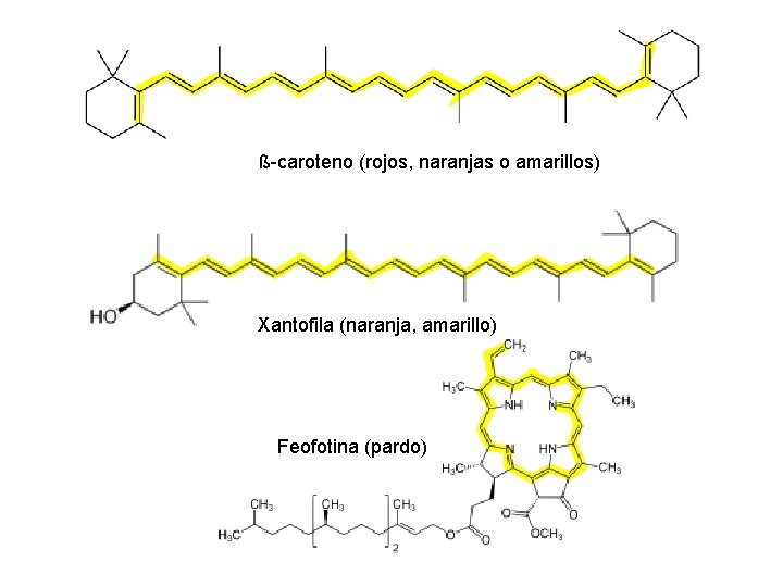 ß-caroteno (rojos, naranjas o amarillos) Xantofila (naranja, amarillo) Feofotina (pardo) 