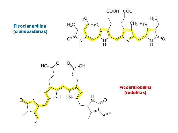 Ficocianobilina (cianobacterias) Ficoeritrobilina (rodófitas) 