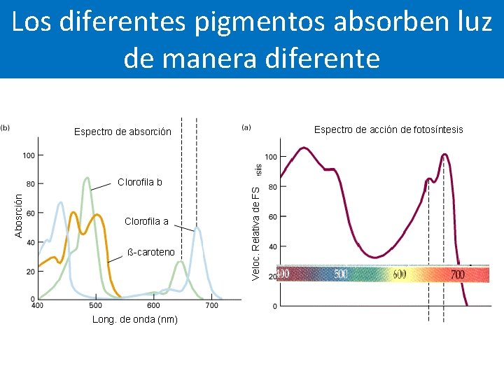 Los diferentes pigmentos absorben luz de manera diferente Espectro de acción de fotosíntesis Abosrción