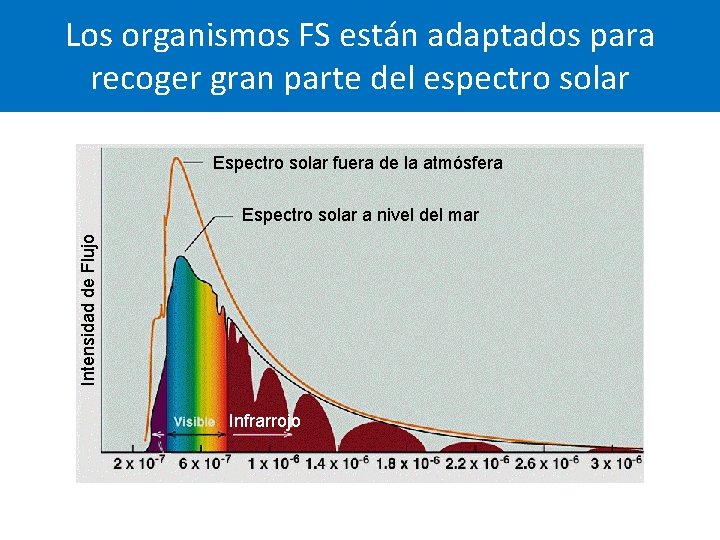 Los organismos FS están adaptados para recoger gran parte del espectro solar Espectro solar