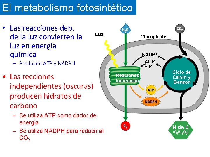 El metabolismo fotosintético • Las reacciones dep. de la luz convierten la luz en