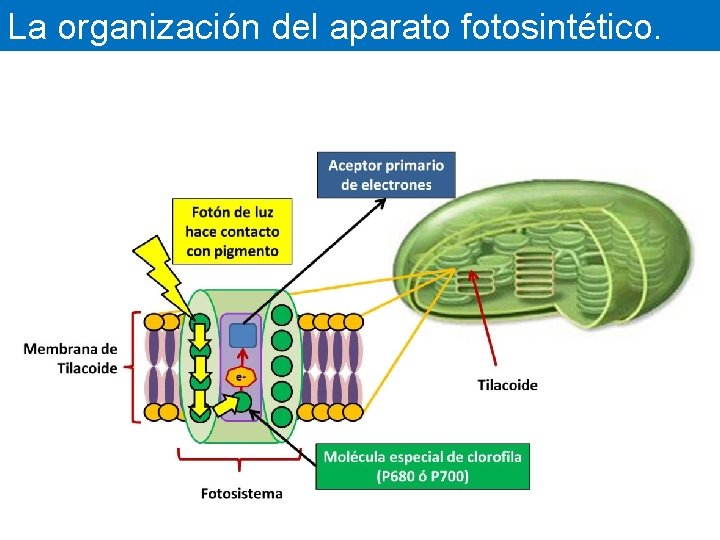 La organización del aparato fotosintético. 