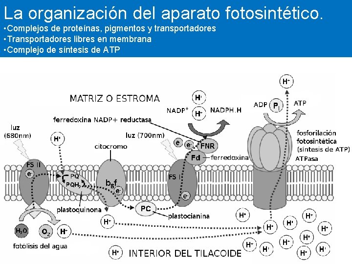 La organización del aparato fotosintético. • Complejos de proteínas, pigmentos y transportadores • Transportadores