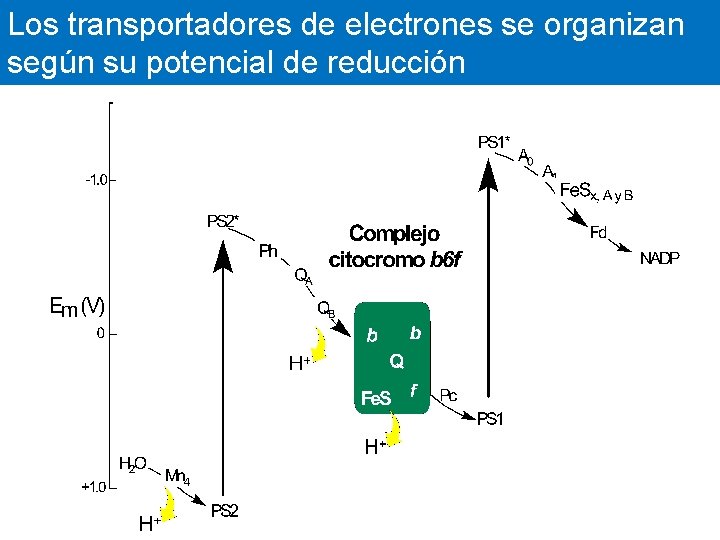 Los transportadores de electrones se organizan según su potencial de reducción 