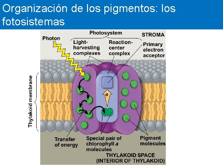 Organización de los pigmentos: los fotosistemas 