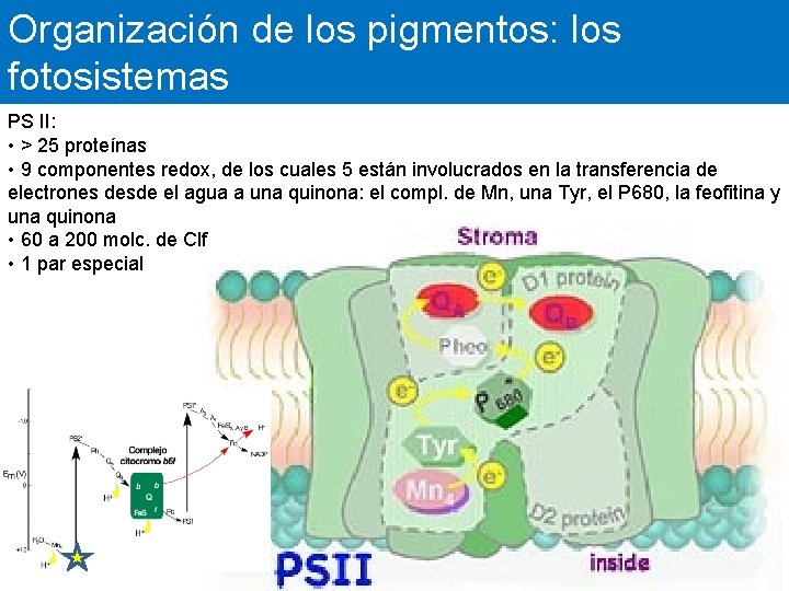 Organización de los pigmentos: los fotosistemas PS II: • > 25 proteínas • 9