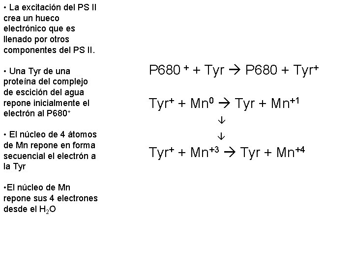  • La excitación del PS II crea un hueco electrónico que es llenado