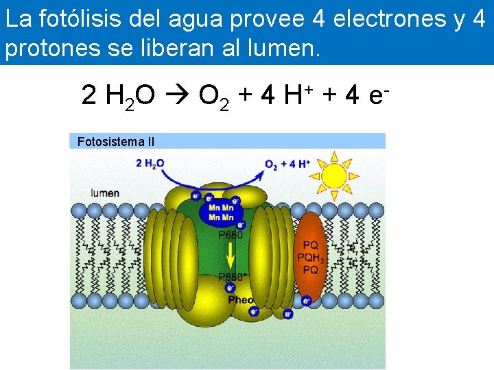 La fotólisis del agua provee 4 electrones y 4 protones se liberan al lumen.
