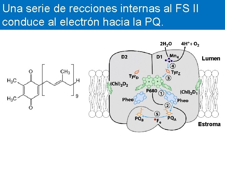 Una serie de recciones internas al FS II conduce al electrón hacia la PQ.