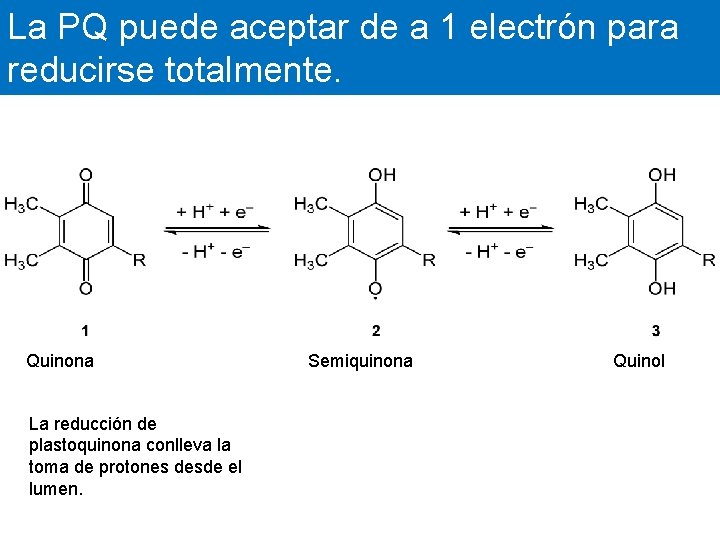 La PQ puede aceptar de a 1 electrón para reducirse totalmente. Quinona Semiquinona Quinol