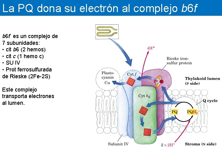 La PQ dona su electrón al complejo b 6 f es un complejo de