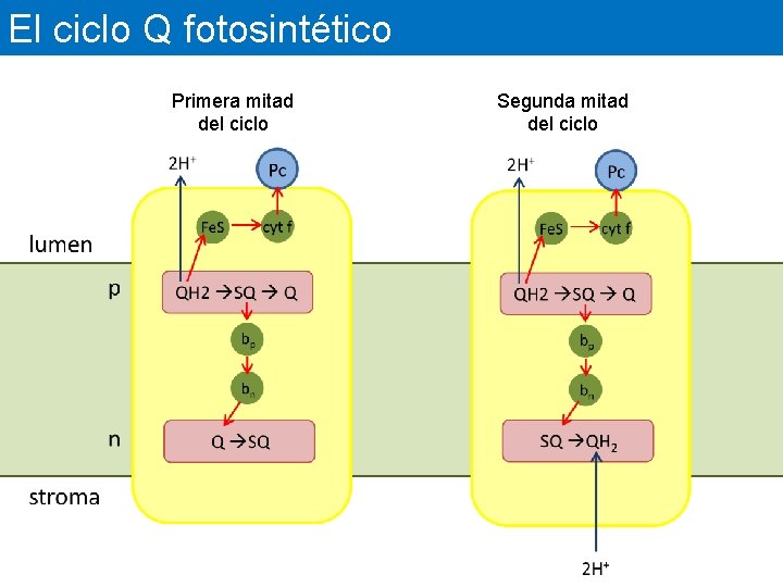 El ciclo Q fotosintético Primera mitad del ciclo Segunda mitad del ciclo 