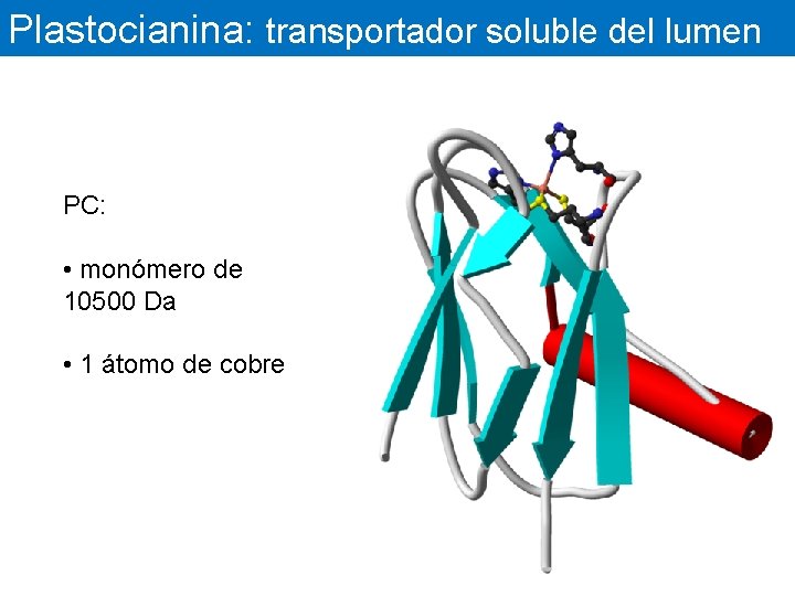 Plastocianina: transportador soluble del lumen PC: • monómero de 10500 Da • 1 átomo