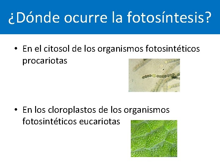 ¿Dónde ocurre la fotosíntesis? • En el citosol de los organismos fotosintéticos procariotas •