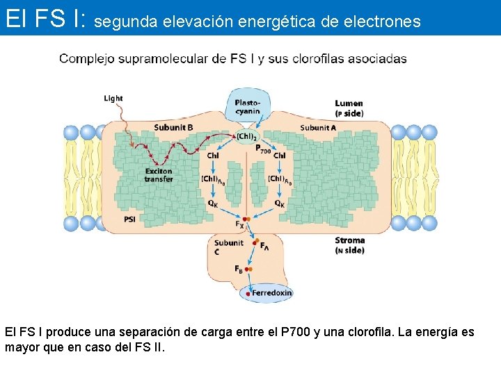 El FS I: segunda elevación energética de electrones El FS I produce una separación