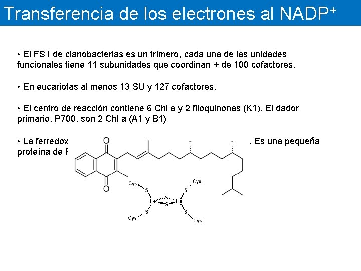 Transferencia de los electrones al NADP+ • El FS I de cianobacterias es un