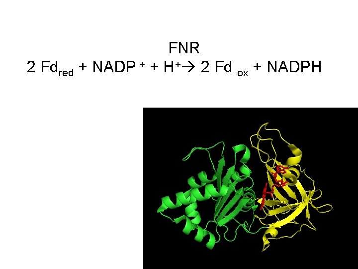  FNR 2 Fdred + NADP + + H+ 2 Fd ox + NADPH