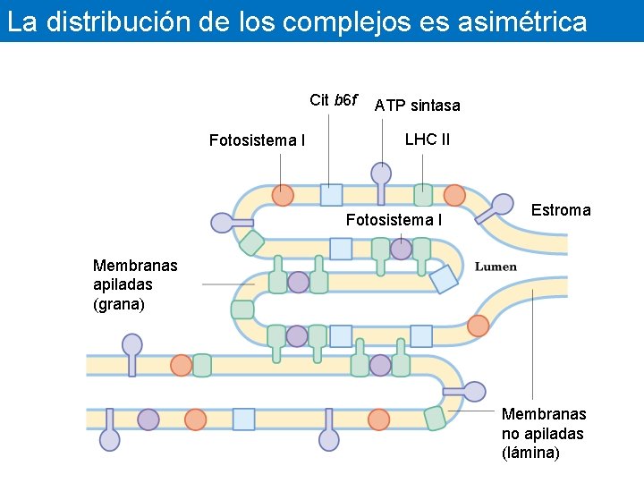 La distribución de los complejos es asimétrica Cit b 6 f Fotosistema I ATP