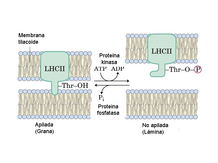 Membrana tilacoide Proteina kinasa Proteina fosfatasa Apilada (Grana) No apilada (Lámina) 