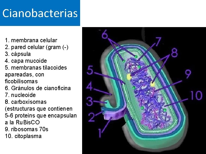 Cianobacterias 1. membrana celular 2. pared celular (gram (-) 3. cápsula 4. capa mucoide
